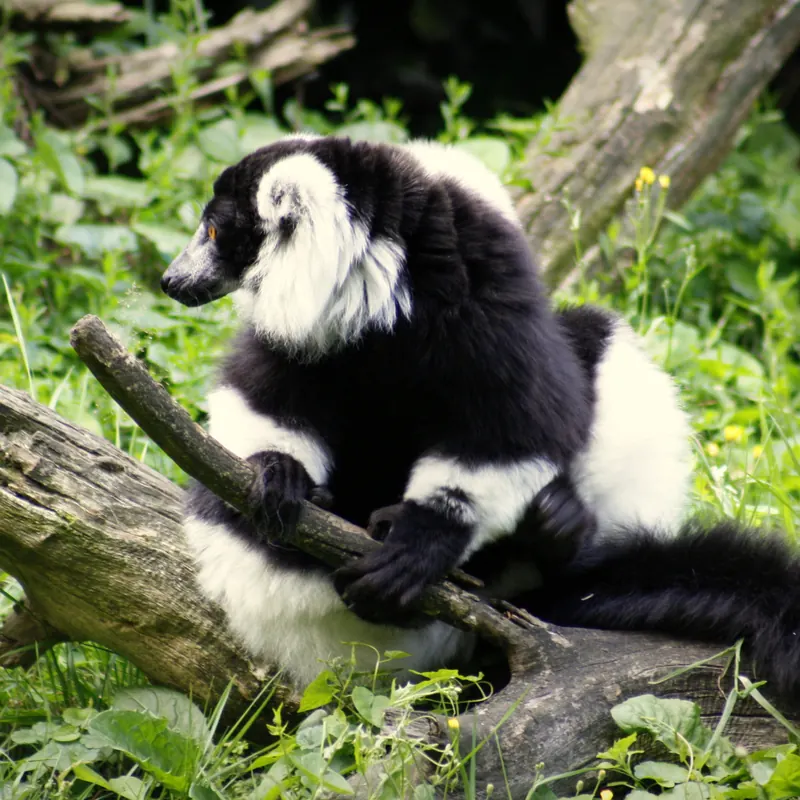 Schwarzweißer Vari auf einem Baumstamm im Grünen im ZooParc Overloon