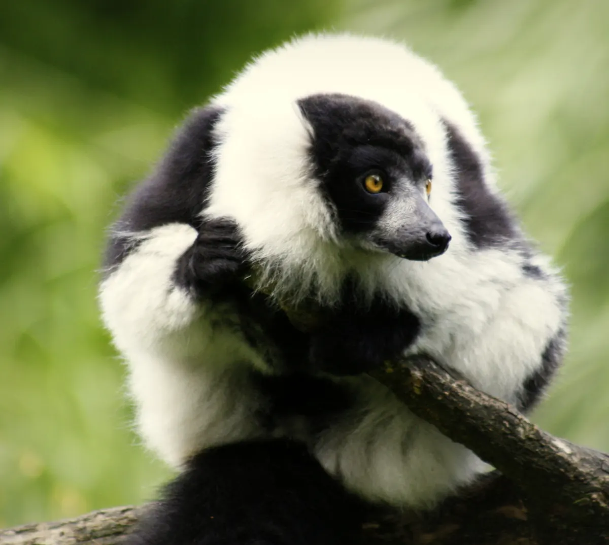 Schwarzweißer Vari auf einem Baumstamm im ZooParc Overloon