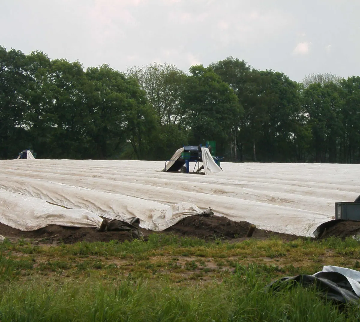 Asparagus beds under plastic sheeting