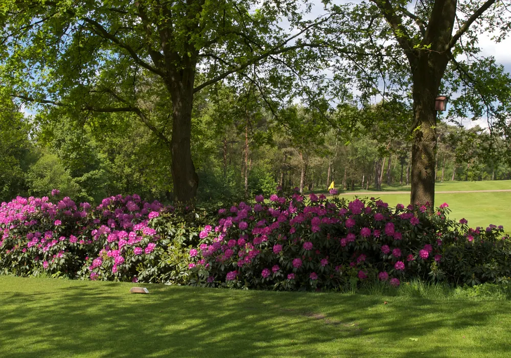 Golf- en Countryclub Geijsteren