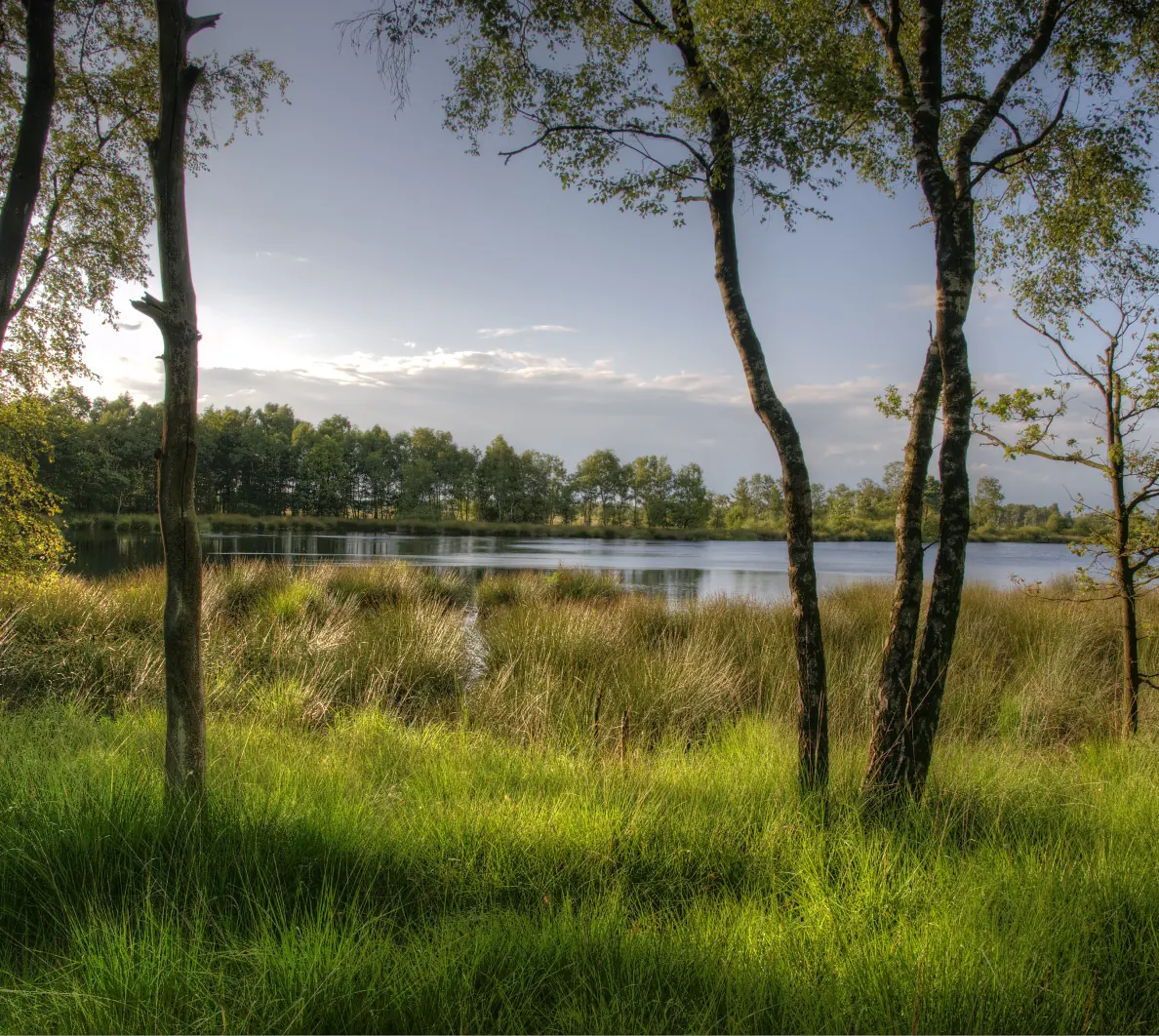 Fen with birches and tall grass in the Mariapeel near Helenaveen