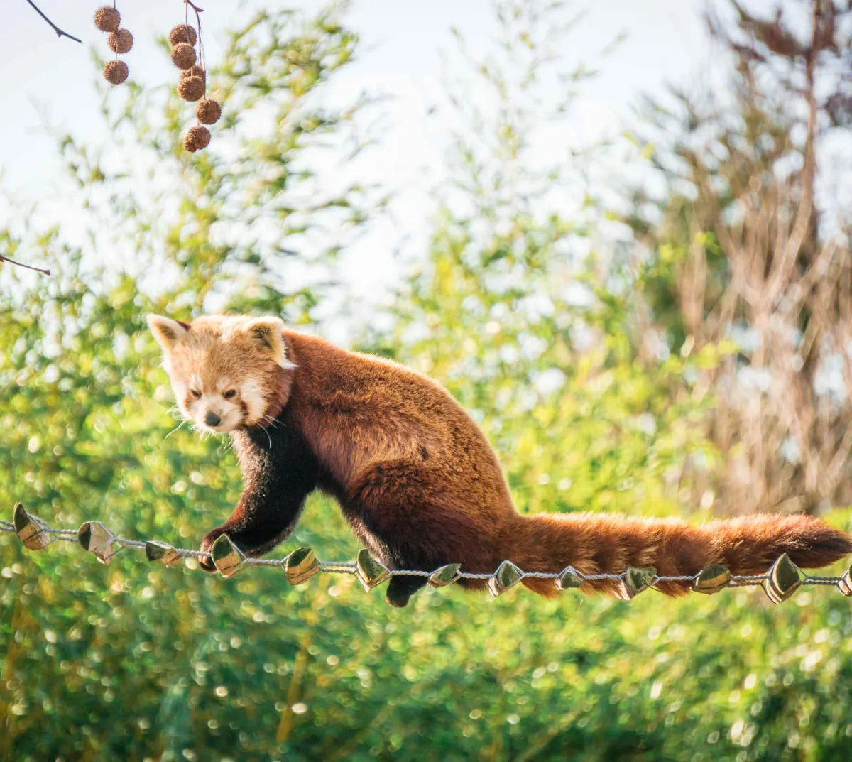 Rode panda op een touwbrug in ZooParc Overloon