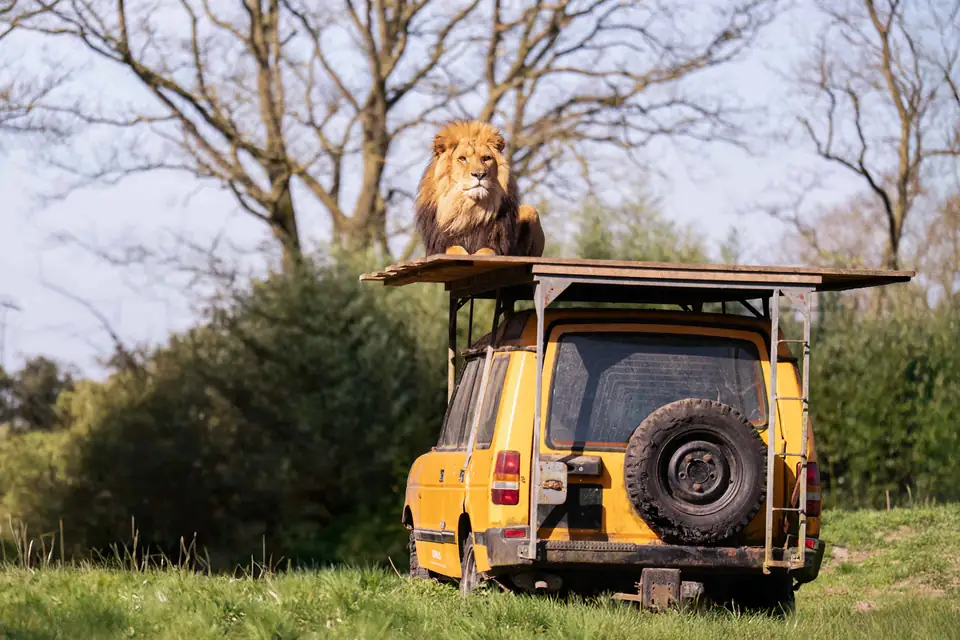 Leeuw op een safarijeep in ZooParc Overloon