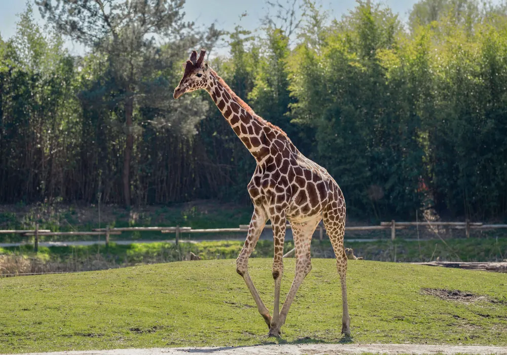 ZooParc Overloon