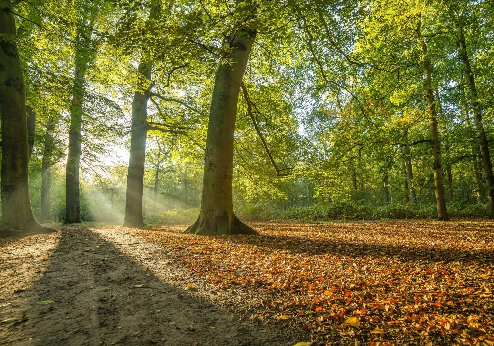 Voorjaarszon | Wandelen | Kasteelsebossen | Parkhotel Horst