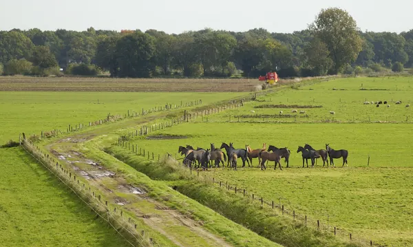 Paarden in de wei bij Meerlo