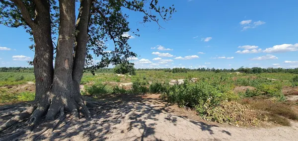 Zandpad langs de Schadijkse bossen