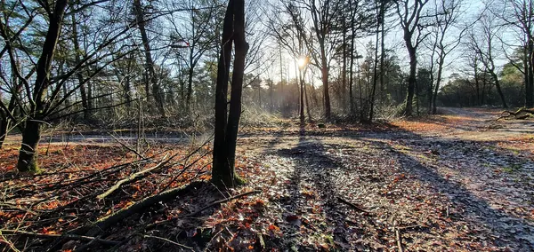 Bossen bij Overloon in de winterzon