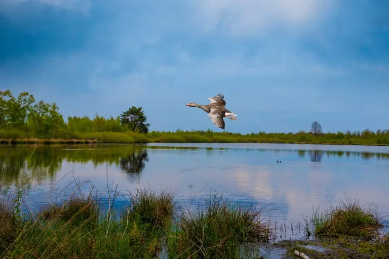 Nationalpark De Maasduinen