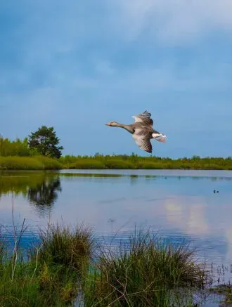 Nationaal Park de Maasduinen