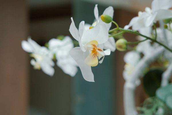 Beautysalon Senssis | Francien | Massage | gezichtsbehandeling | Ontspanning | Wellness | Sfeer