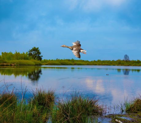 Wandelen door de Maasduinen