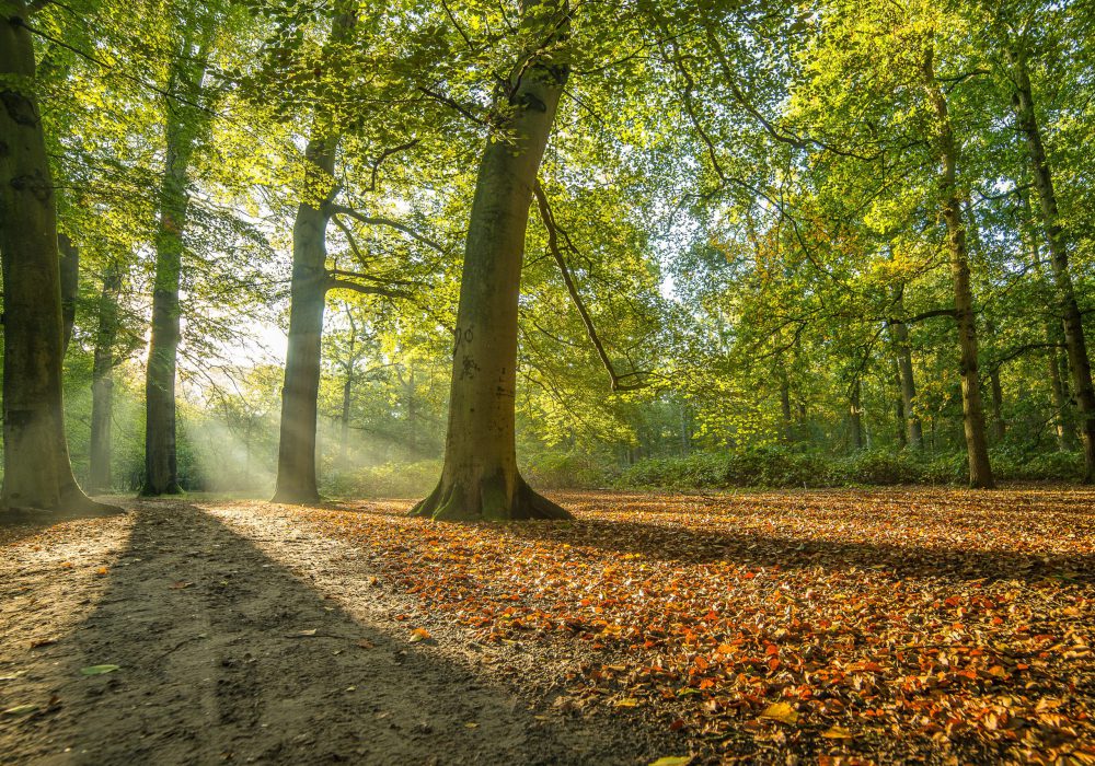 Voorjaarszon | Wandelen | Kasteelsebossen | Parkhotel Horst