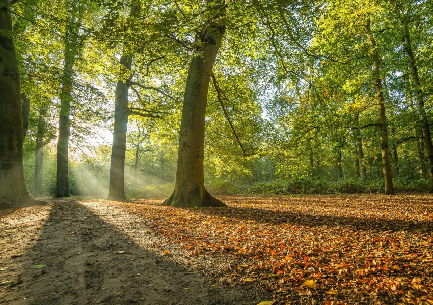 Voorjaarszon | Wandelen | Kasteelsebossen | Parkhotel Horst