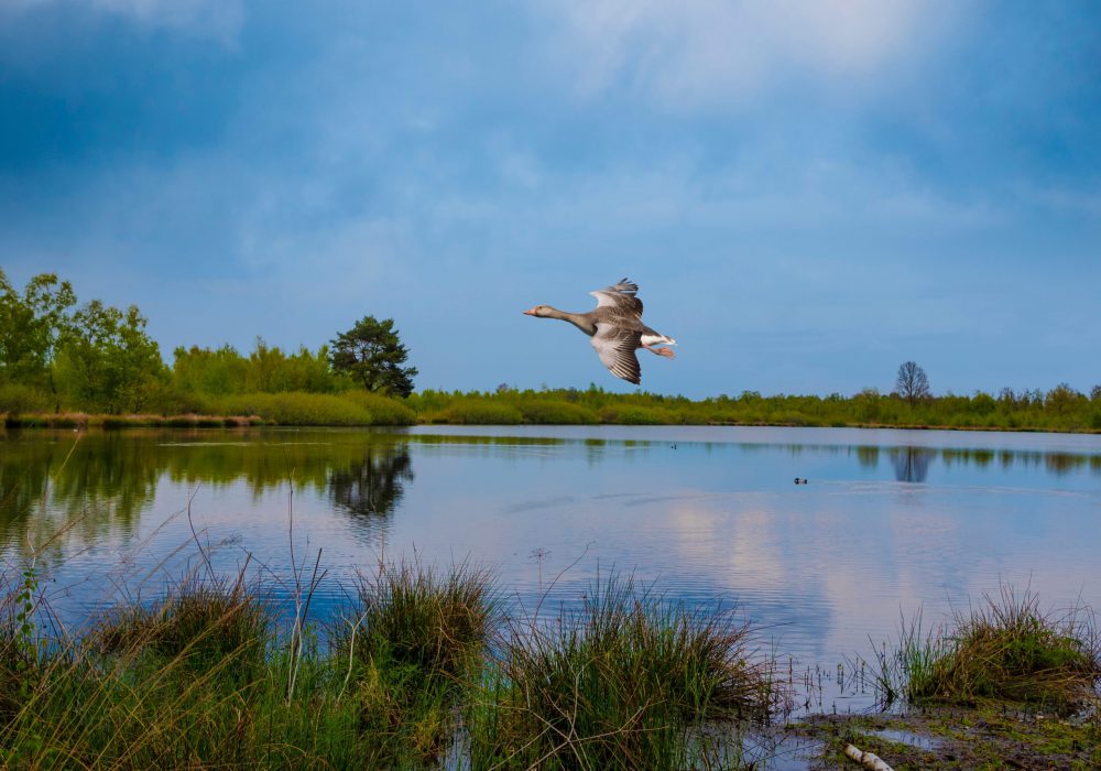 Nationaal Park de Maasduinen | Parkhotel Horst | Noord Limburg