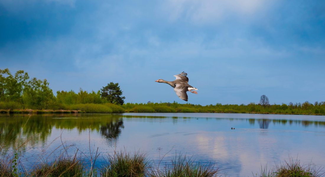 Nationaal Park de Maasduinen | Parkhotel Horst | Noord Limburg