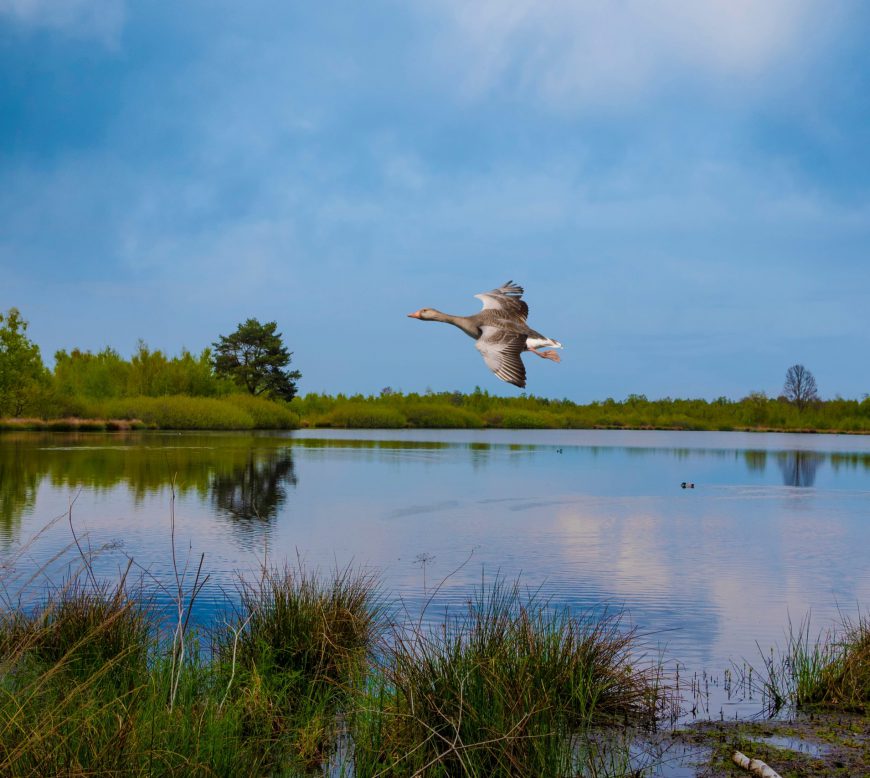 Nationaal Park de Maasduinen | Parkhotel Horst | Noord Limburg