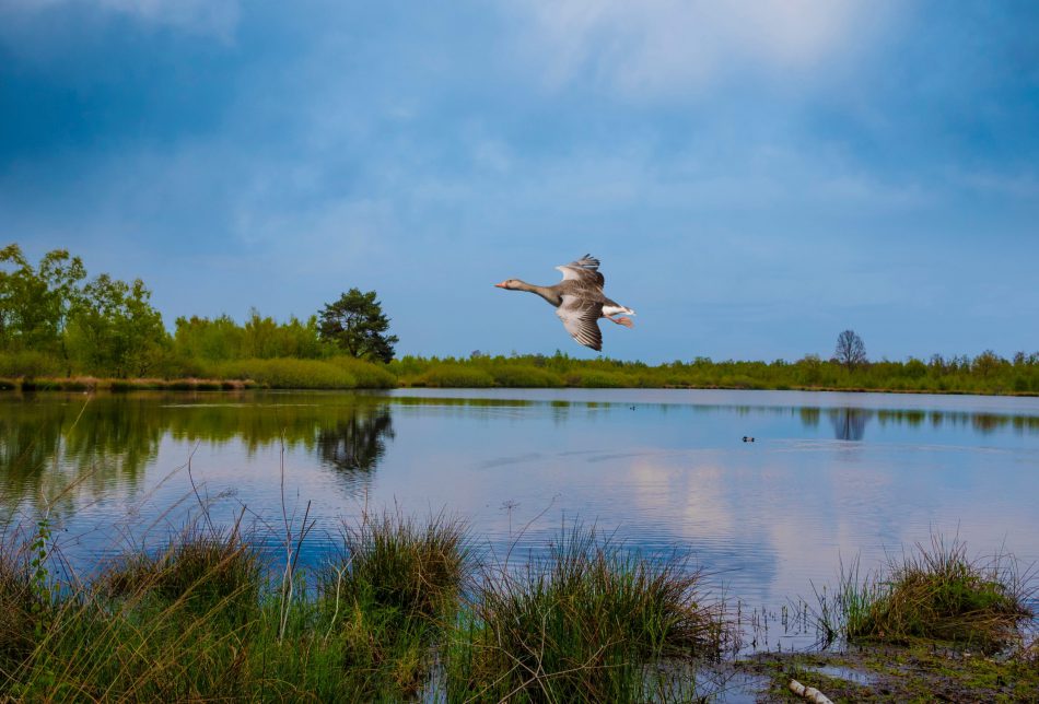 Nationaal Park de Maasduinen | Parkhotel Horst | Noord Limburg