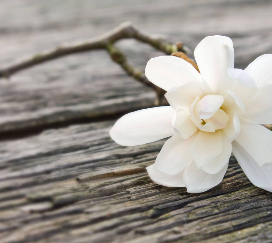 Witte bloem Condoleance - Koffietafel