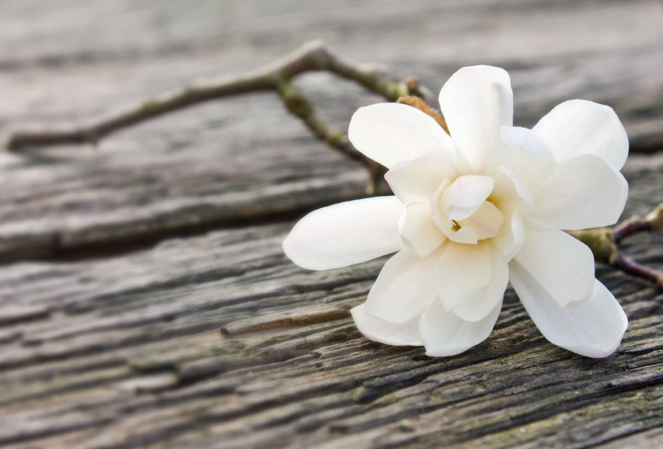 Witte bloem Condoleance - Koffietafel